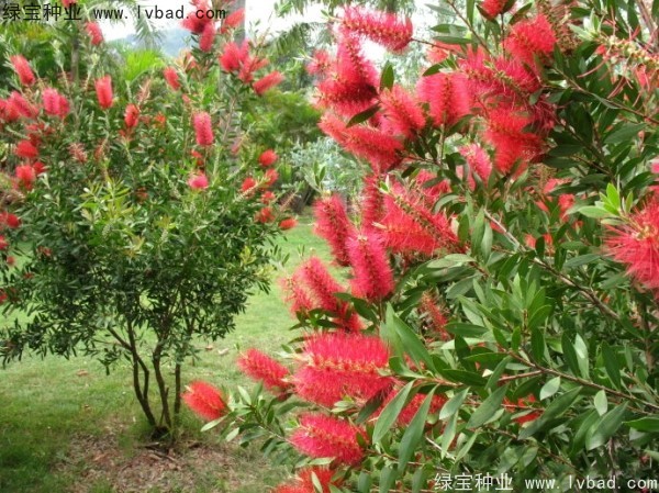 <a href='https://www.lvbad.com/caohuazhongzi/1065.html' target='_blank'>红千层</a><a href='https://www.lvbad.com/' target='_blank'>种子</a>