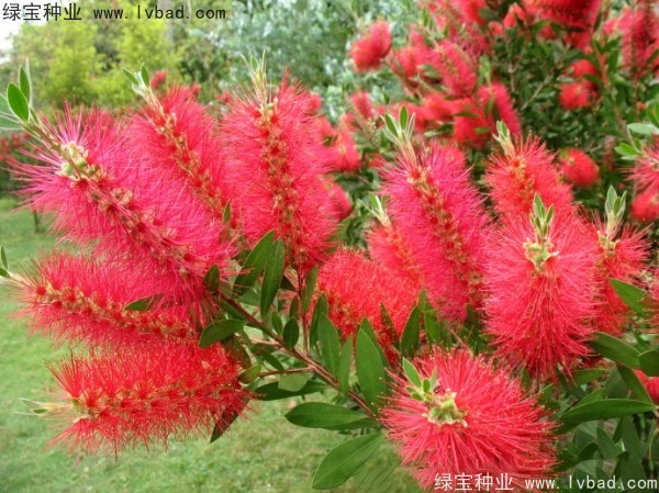红千层种子