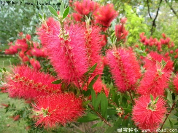 红千层种子