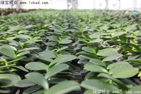 <a href='https://www.lvbad.com/caohuazhongzi/1066.html' target='_blank'>蝴蝶兰种子</a>