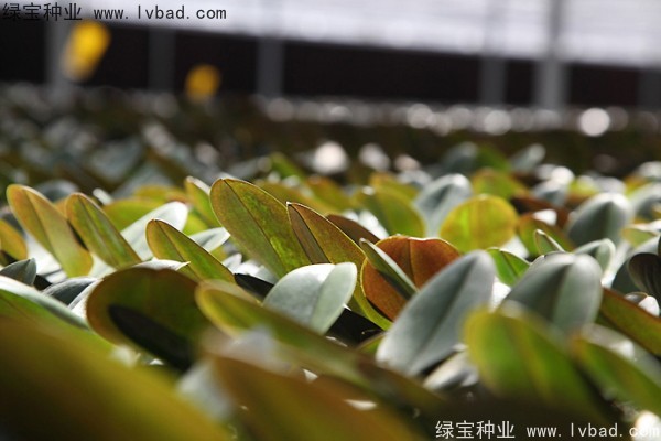 蝴蝶兰<a href='https://www.lvbad.com/' target='_blank'>种子</a>