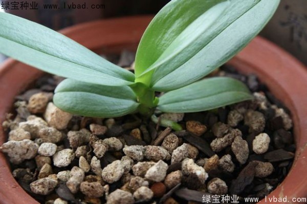 <a href='https://www.lvbad.com/caohuazhongzi/1066.html' target='_blank'>蝴蝶兰</a><a href='https://www.lvbad.com/' target='_blank'>种子</a>