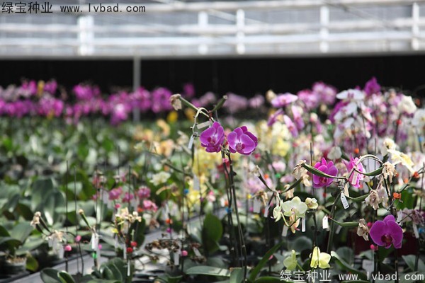 <a href='https://www.lvbad.com/caohuazhongzi/1066.html' target='_blank'>蝴蝶兰</a><a href='https://www.lvbad.com/' target='_blank'>种子</a>