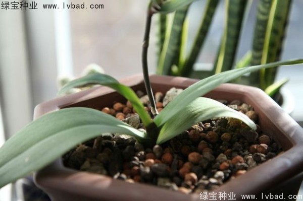 <a href='https://www.lvbad.com/caohuazhongzi/1066.html' target='_blank'>蝴蝶兰种子</a>