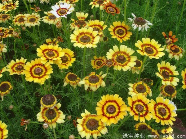 花环菊种子