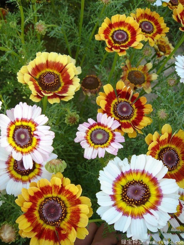 花环菊种子