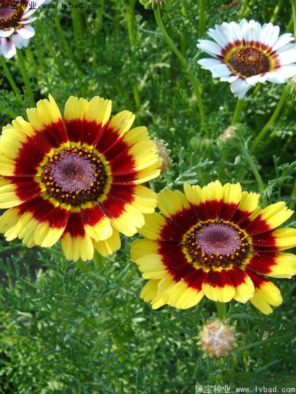 花环菊种子