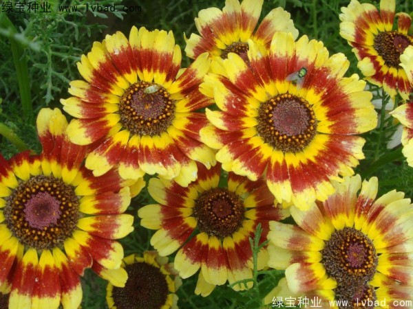 花环菊种子