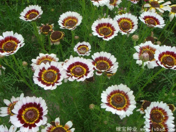 花环菊种子