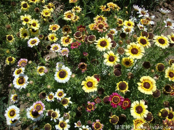 花环菊种子