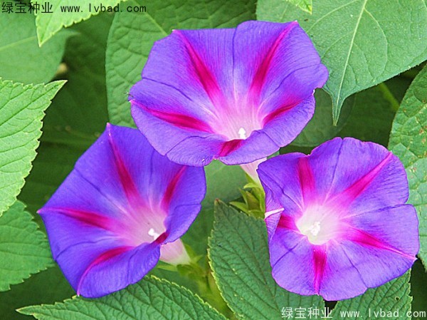 黄花牵牛种子