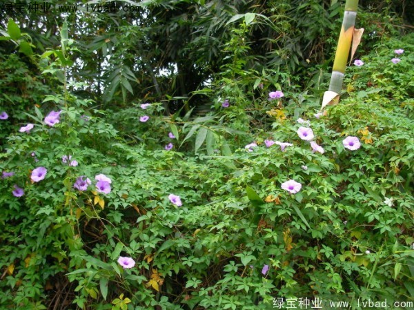 黄花牵牛种子