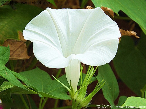 黄花牵牛种子
