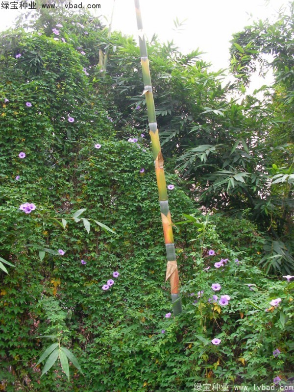 黄花牵牛<a href='https://www.lvbad.com/' target='_blank'>种子</a>