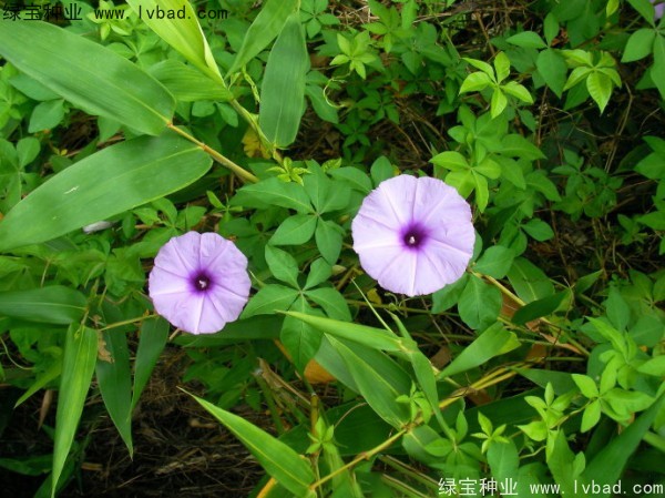 黄花牵牛种子
