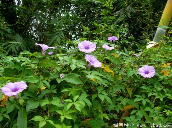黄花牵牛种子