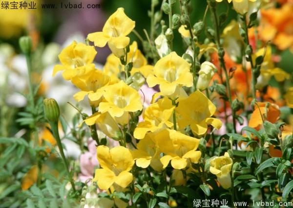 黄花牵牛种子