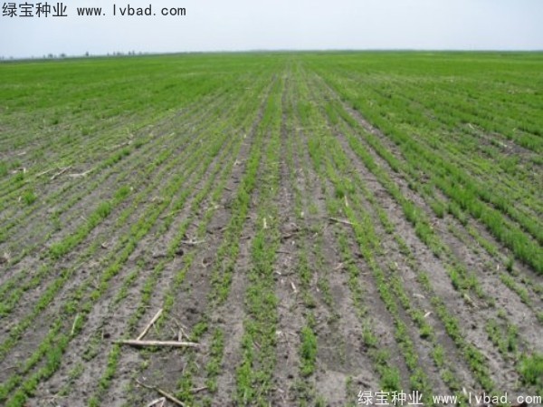 <a href='https://www.lvbad.com/caohuazhongzi/1071.html' target='_blank'>黄金亚麻种子</a>