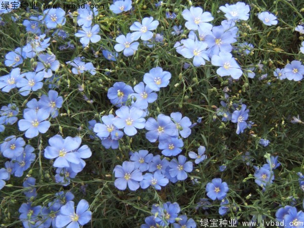 <a href='https://www.lvbad.com/caohuazhongzi/1071.html' target='_blank'>黄金亚麻</a><a href='https://www.lvbad.com/' target='_blank'>种子</a>