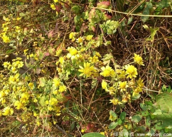 黄菊花图片