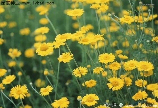 黄菊花图片