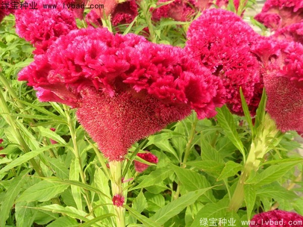 火焰<a href='https://www.lvbad.com/caohuazhongzi/1076.html' target='_blank'>鸡冠花</a>
