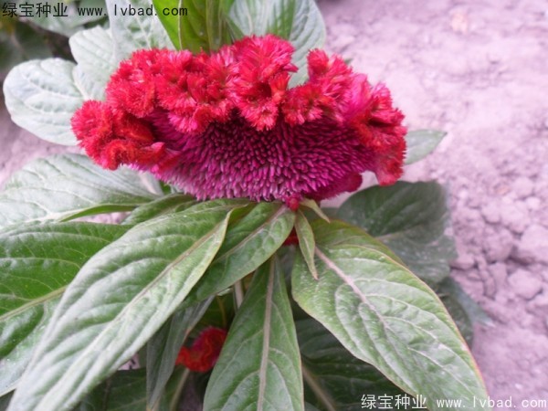 火焰鸡冠花
