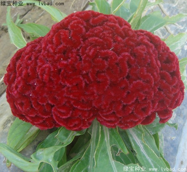 火焰<a href='https://www.lvbad.com/caohuazhongzi/1076.html' target='_blank'>鸡冠花</a>