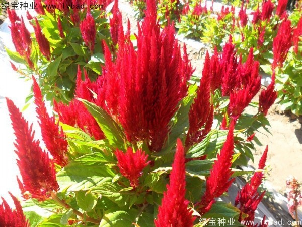 <a href='https://www.lvbad.com/caohuazhongzi/1073.html' target='_blank'>火焰鸡冠花种子</a>