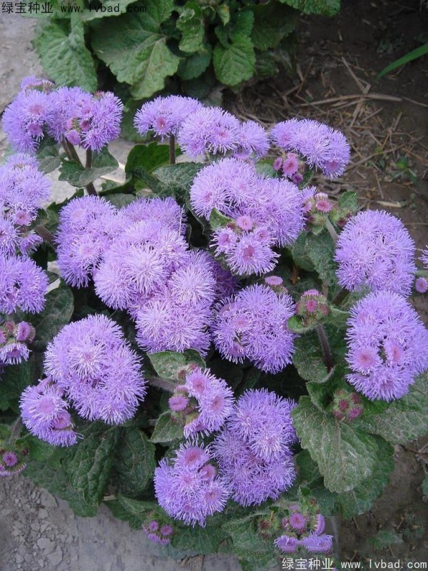 <a href='https://www.lvbad.com/caohuazhongzi/1074.html' target='_blank'>藿香蓟</a>图片