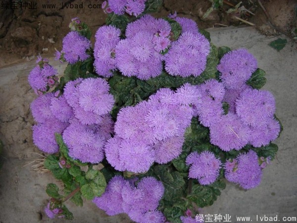 <a href='https://www.lvbad.com/yaocaizhongzi/2323.html' target='_blank'>藿香</a>蓟种子