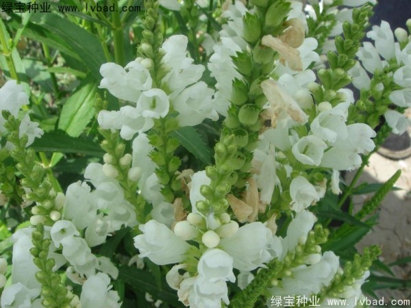 假龙头种子