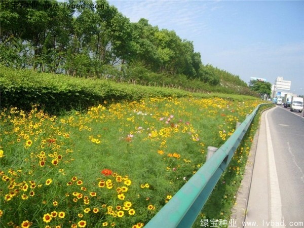 野花组合种子