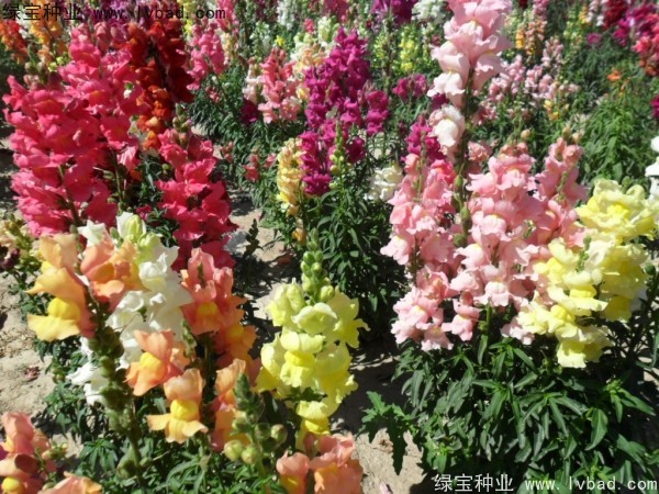 金鱼草图片