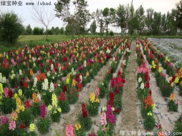 金鱼草图片
