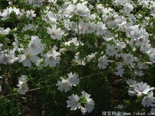锦葵种子