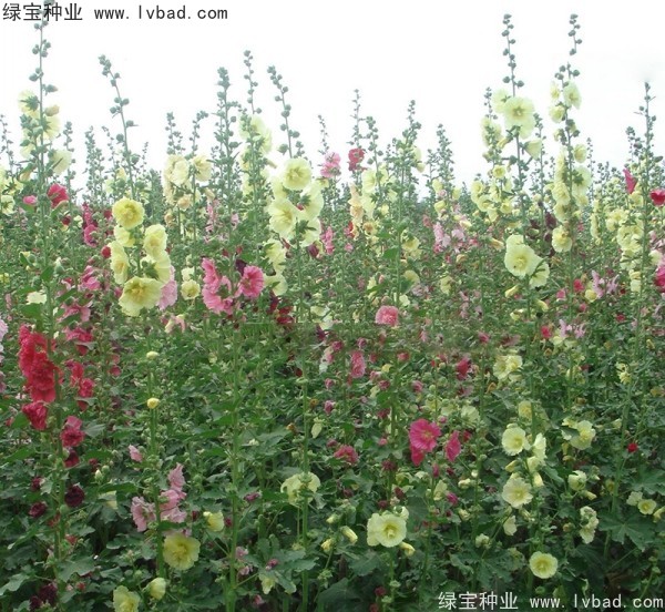 锦葵种子