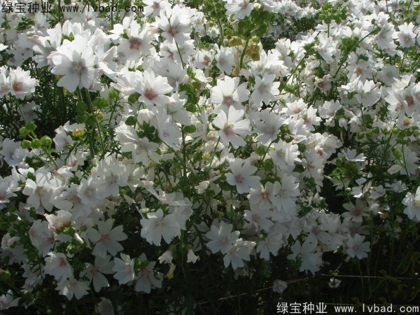 锦葵种子