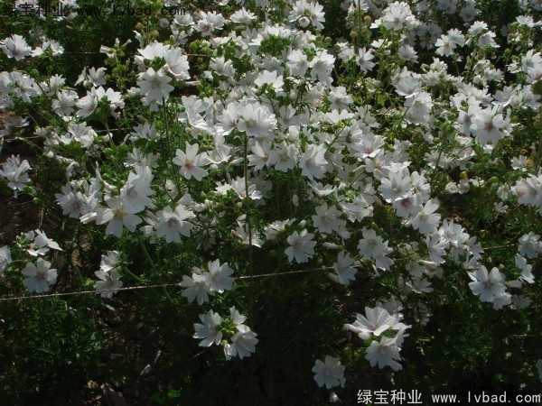 锦葵种子