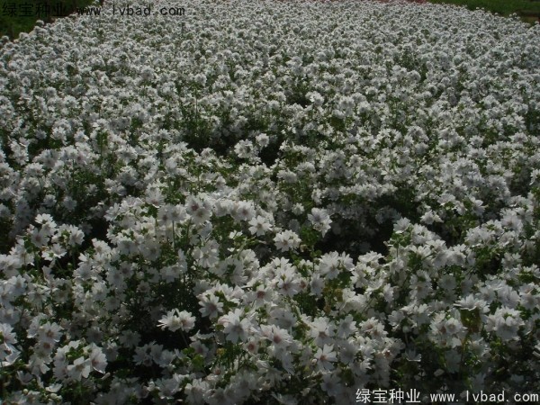 锦葵种子