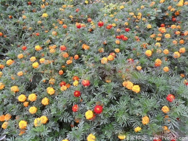 孔雀草图片