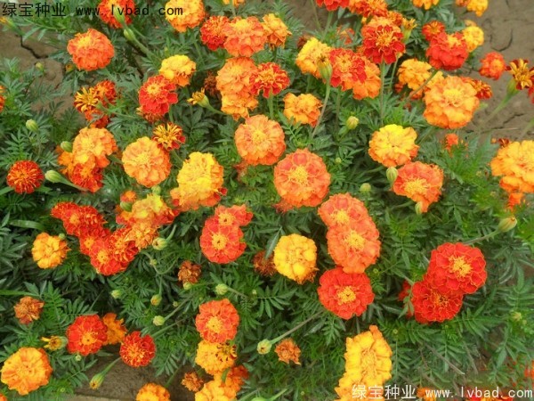 孔雀草图片