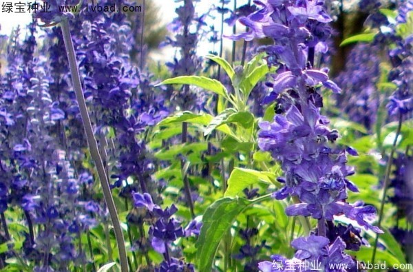 <a href='https://www.lvbad.com/caohuazhongzi/1576.html' target='_blank'>蓝花鼠尾草</a>图片