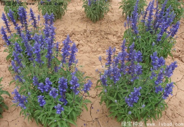 蓝花鼠尾草图片