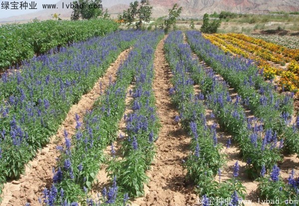 蓝花鼠尾草图片