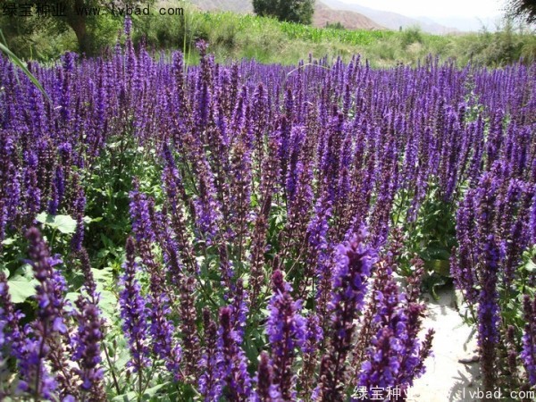 蓝花鼠尾草图片