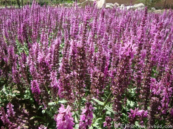 蓝花鼠尾草图片