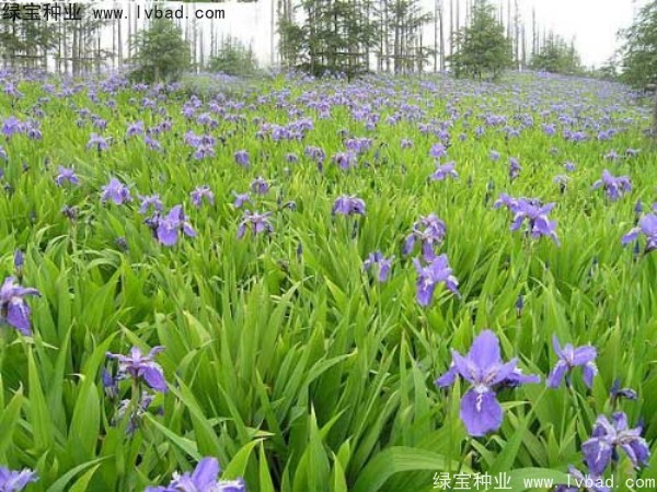蓝花鸢尾图片
