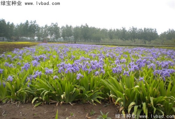 蓝花鸢尾图片