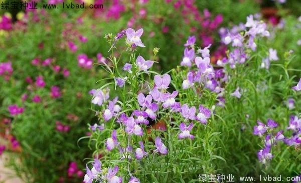 柳穿鱼图片